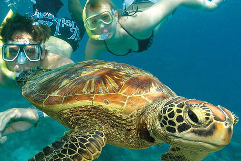 4-Day Cairns With Great Barrier Reef And Daintree Rainforest - Accommodation Adelaide 4