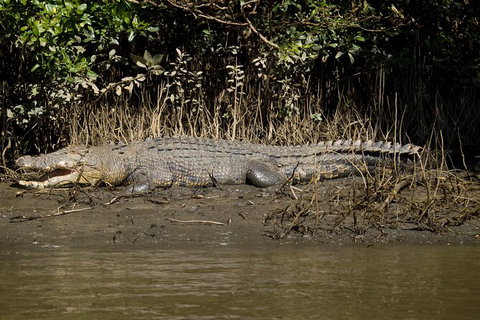 4-Day Cairns With Great Barrier Reef And Daintree Rainforest - Accommodation Adelaide 6
