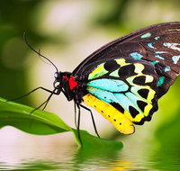 Australian Butterfly Sanctuary - Accommodation Adelaide