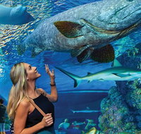 Cairns Aquarium Family Tickets - Accommodation Adelaide