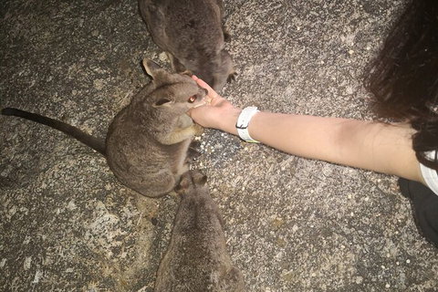 Paronella Park, Historic Village Herberton And Granite George Wild Life Kangaroo - Accommodation Adelaide 1