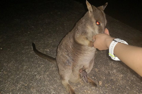 Paronella Park, Historic Village Herberton And Granite George Wild Life Kangaroo - Accommodation Adelaide 3