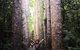 Paronella Park, Historic Village Herberton And Granite George Wild Life Kangaroo - thumb 11