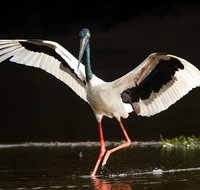 Daintree River - Private Photography Cruise - Accommodation Adelaide