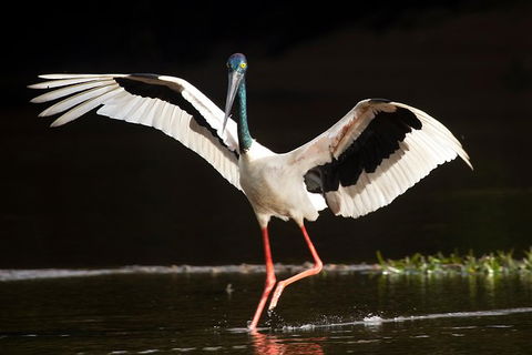Daintree River - Private Photography Cruise - Accommodation Adelaide 0