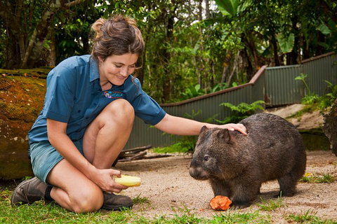 Kuranda Koala Gardens General Entry Ticket - Accommodation Adelaide 4