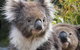 Kuranda Koala Gardens General Entry Ticket - thumb 0