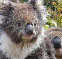 Kuranda Koala Gardens General Entry Ticket - Accommodation Adelaide