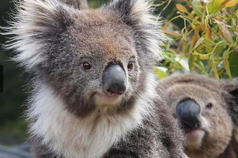 Kuranda Koala Gardens General Entry Ticket - Accommodation Adelaide 0
