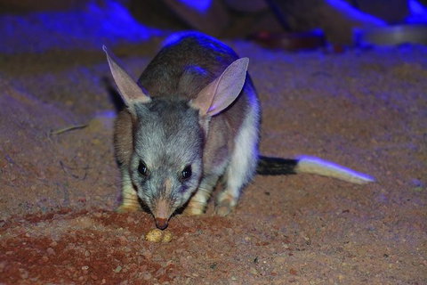 Kuranda Koala Gardens General Entry Ticket - Accommodation Adelaide 3