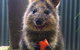 Kuranda Koala Gardens General Entry Ticket - thumb 5