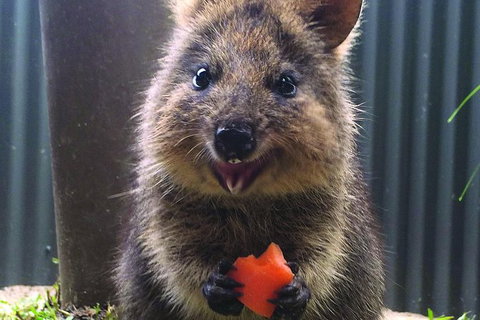 Kuranda Koala Gardens General Entry Ticket - Accommodation Adelaide 5