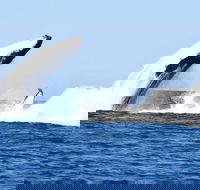 Noosa Whale Watching - Accommodation Adelaide
