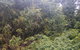 Historic Village Herberton And Tableland Tour - thumb 1
