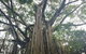 Historic Village Herberton And Tableland Tour - thumb 5