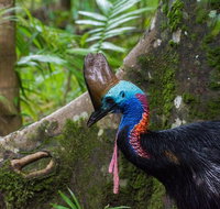 Daintree Afternoon Nocturnal Nature and Wildlife Tour - Accommodation Adelaide