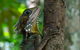 Daintree Afternoon Nocturnal Nature And Wildlife Tour - thumb 1