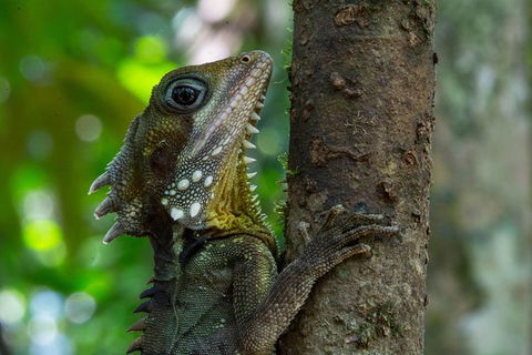 Daintree Afternoon Nocturnal Nature And Wildlife Tour - Accommodation Adelaide 1
