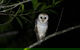 Daintree Afternoon Nocturnal Nature And Wildlife Tour - thumb 10