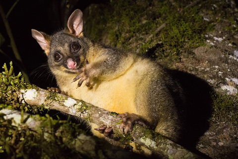 Daintree Afternoon Nocturnal Nature And Wildlife Tour - Accommodation Adelaide 7