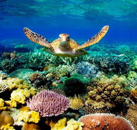 4-Day Cairns Ultimate Combo Daintree Rainforest Reef Kuranda  Paronella Park - Accommodation Adelaide