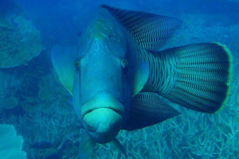 Great Barrier Reef Luxury Expedition Cruise Cabin Booking 7 Days 6 Night - Accommodation Adelaide 3