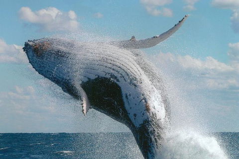 Great Barrier Reef Luxury Expedition Cruise Cabin Booking 7 Days 6 Night - Accommodation Adelaide 7