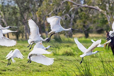 Reef, Wildlife & Rainforest - Reef & Beyond Guided Holidays - Accommodation Adelaide 1