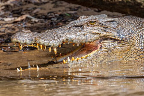 Daintree River Sunset Cruise - Accommodation Adelaide 6