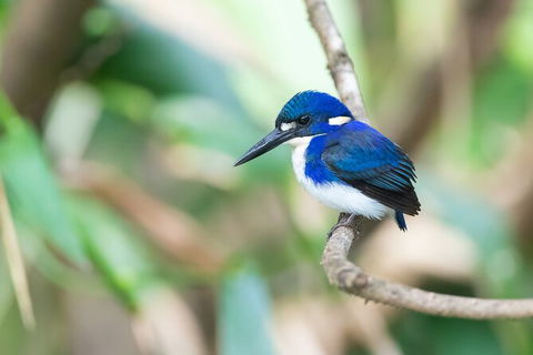 Daintree River Sunset Cruise - Accommodation Adelaide 10