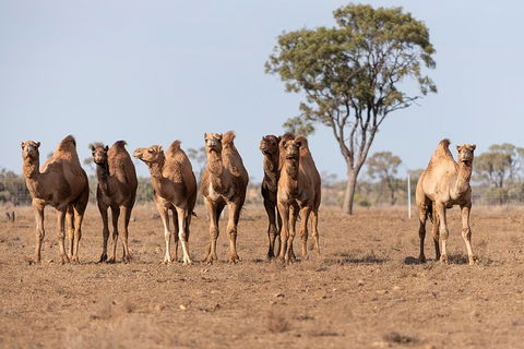 Nogo Station Experience - Accommodation Adelaide 3