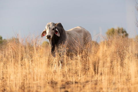 Nogo Station Experience - Accommodation Adelaide 4