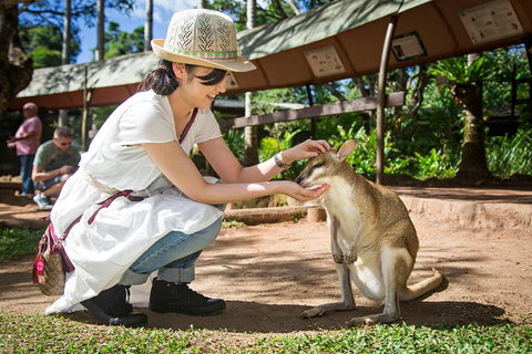 Kuranda Day Tour, TKS-RFS GRAND 0830 - Accommodation Adelaide 4