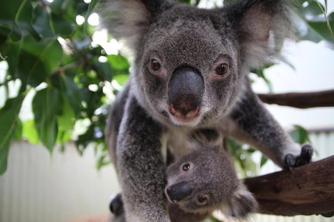 Kuranda Day Tour, TKS-RFS GRAND 0830 - Accommodation Adelaide 1