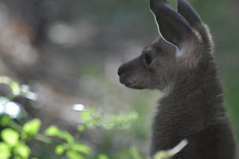 3-Day Family Outback Explorer Tour Of Cunnamulla - Accommodation Adelaide 1