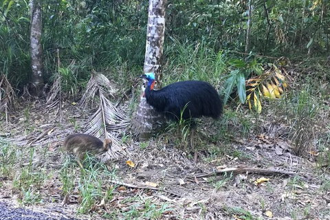 Daintree Luxury Limousine Tour - Full Day - Accommodation Adelaide 8