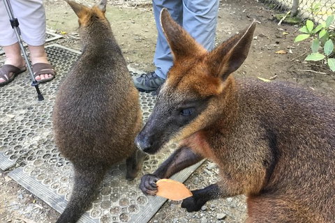 Daintree Luxury Limousine Tour - Full Day - Accommodation Adelaide 7