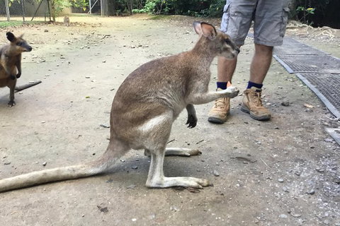 Daintree Luxury Limousine Tour - Full Day - Accommodation Adelaide 10