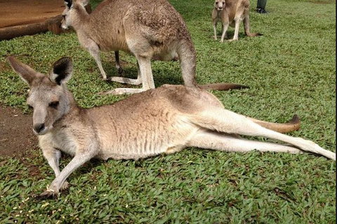 Kuranda Day Tour, TKS-RFS GRAND GOLD PLUS 0930 - Accommodation Adelaide 2