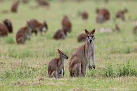 Waterfall And Wallabies Sighting Tour - Accommodation Adelaide 1
