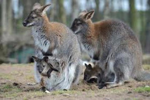 Waterfall And Wallabies Sighting Tour - Accommodation Adelaide 3