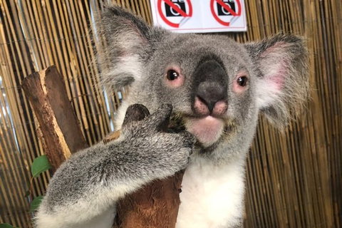 Kuranda Tour Deluxe Course With Kuranda 3 Zoos - Accommodation Adelaide 5