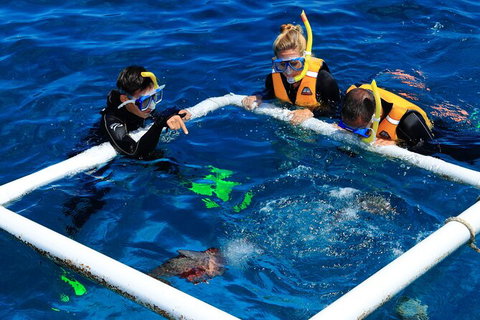 Cruise To Outer Reef - Cruise Return Plus 10 Minute Scenic Flight - Accommodation Adelaide 6