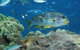 Cruise To Outer Reef - Cruise Return Plus 10 Minute Scenic Flight - thumb 4