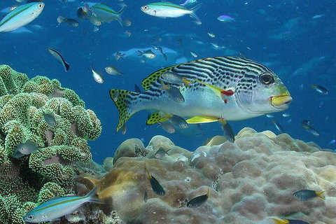 Cruise To Outer Reef - Cruise Return Plus 10 Minute Scenic Flight - Accommodation Adelaide 4
