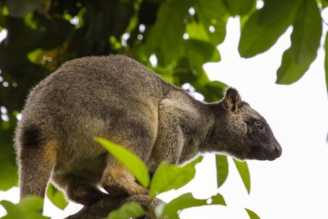Cairns & Port Douglas All-Inclusive 7 Days Touring Package - Accommodation Adelaide 8