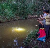 Rainforest  Nocturnal Wildlife Tour - Accommodation Adelaide