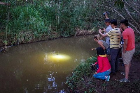 Rainforest & Nocturnal Wildlife Tour - Accommodation Adelaide 0
