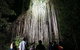 Rainforest & Nocturnal Wildlife Tour - thumb 4