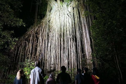 Rainforest & Nocturnal Wildlife Tour - Accommodation Adelaide 4